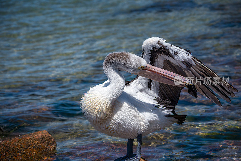 澳大利亚鹈鹕(Pelecanus anisoillatus)